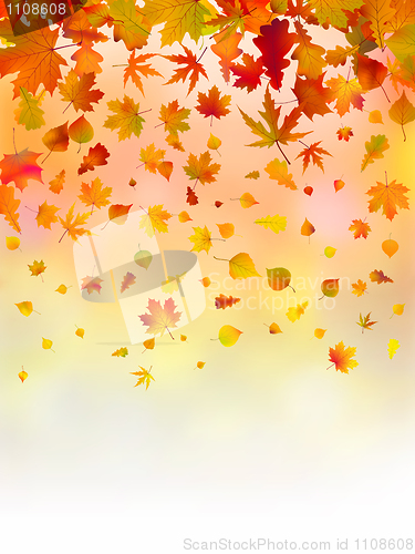 Image of Bright leaves of autumn card.