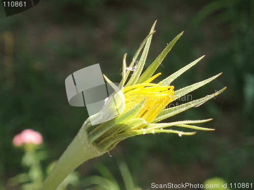 Image of Yellow wild floweer