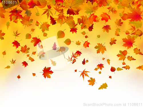Image of Fallen autumn leaves background