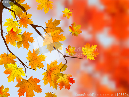 Image of Autumn, sunny maple leaves, autumnal ornament.