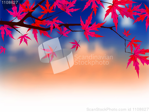 Image of Autumnal leaves of maple