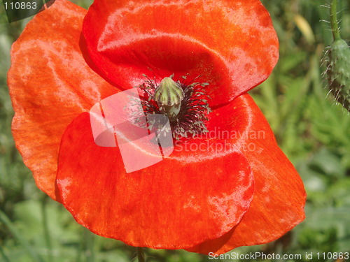 Image of Red Papaver