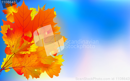 Image of Maple bouquet against sky, autumn.