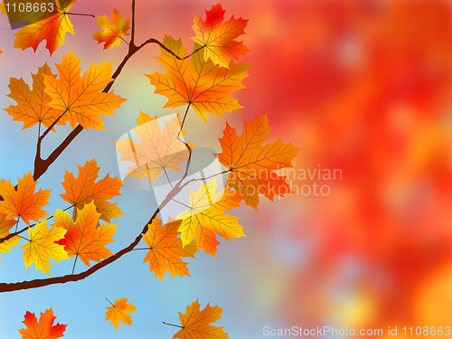 Image of Colorful Autumn Leaves