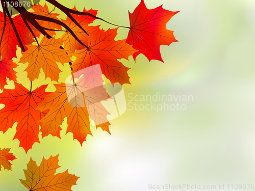 Image of Beautiful background with maple leaves.