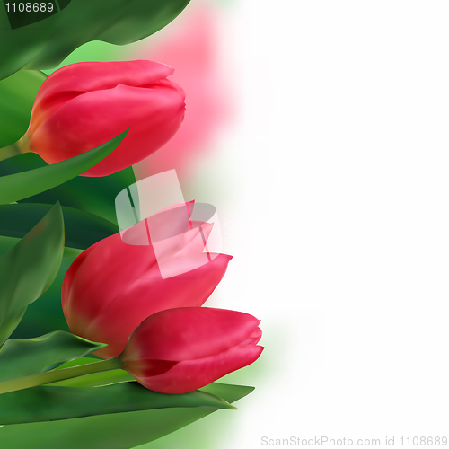 Image of Bouquet of tulips on a white background.