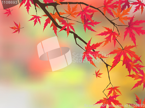 Image of Japanese maple in autumn colors.