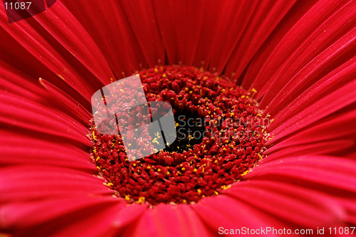 Image of Gerbera Close Up