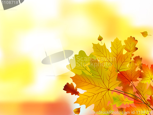 Image of Autumn leaves, very shallow focus.