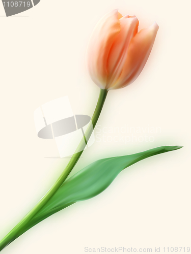 Image of Pretty Tulip flower.