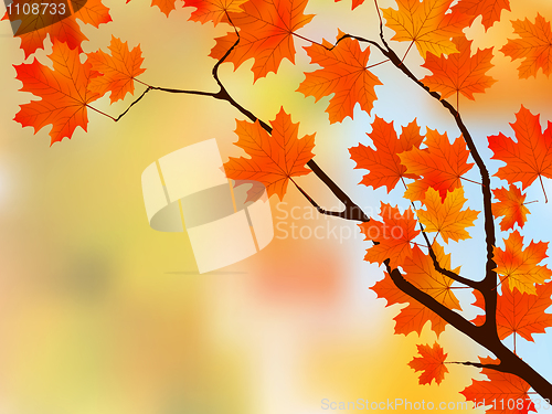 Image of Autumn colored leaf on blue sky.