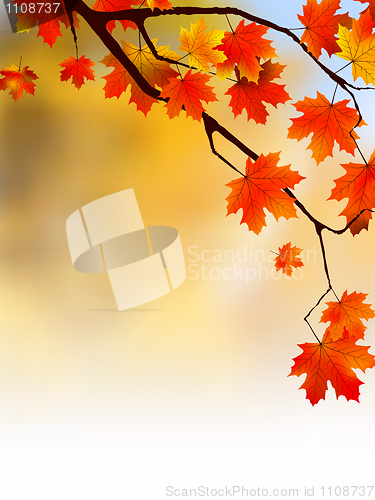 Image of Autumn yellow leaves, shallow focus.