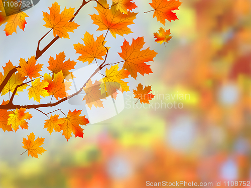 Image of Colorful autumn leaves background.