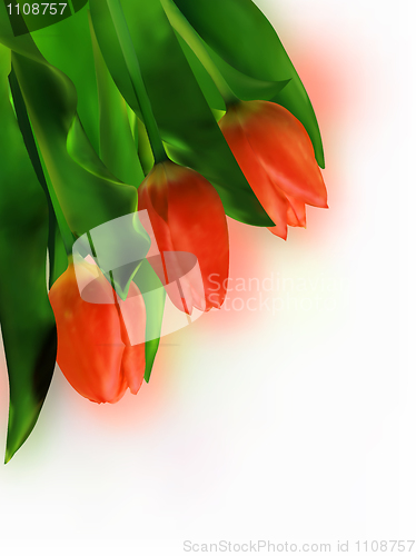 Image of Three Red Tulip on White Background.