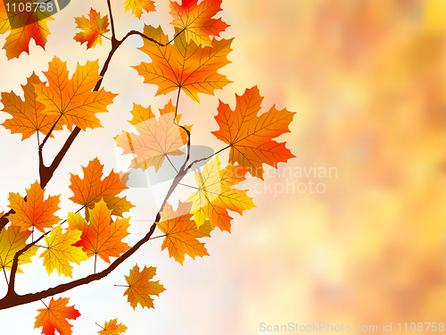 Image of Beautiful background with maple leaves.