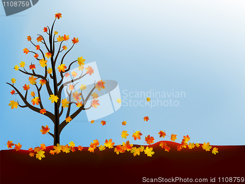 Image of Autumn maple tree