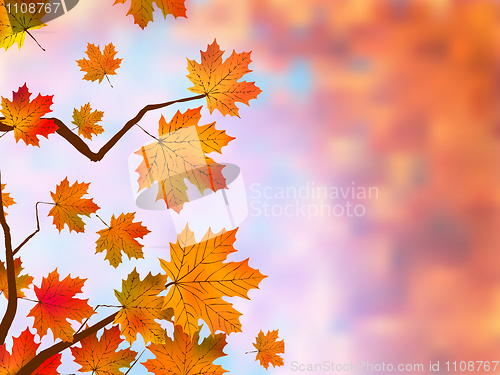 Image of Autumnal maple, background.