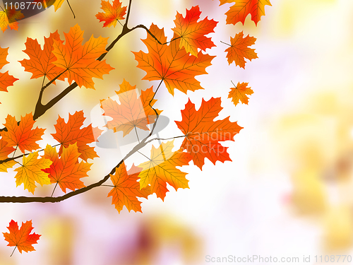 Image of Orange autumn leaves, shallow focus.