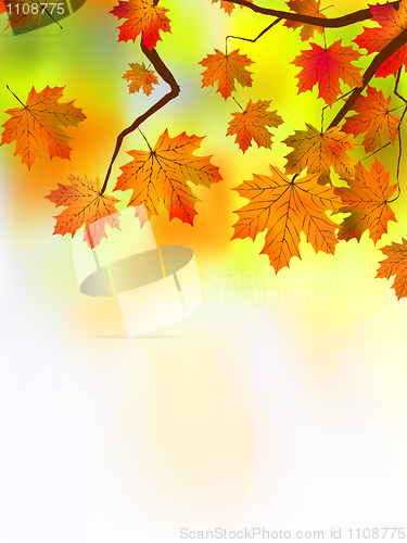 Image of Autumn leaves, very shallow focus.