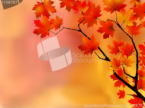 Image of Autumn leaves, very shallow focus.