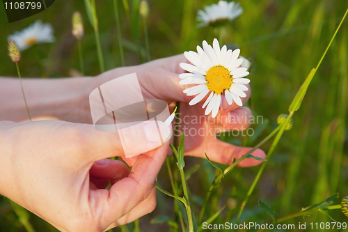 Image of Female hands and flower of a chamomile