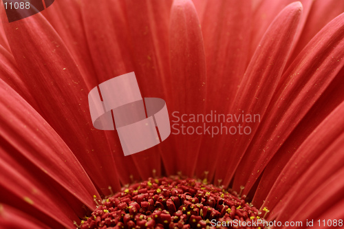 Image of Gerbera Abstract