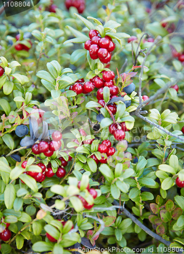 Image of Abundantly fruiting bilberry