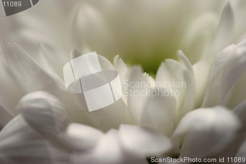 Image of White Flower Abstract