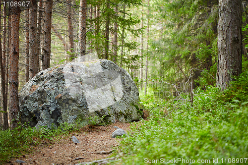 Image of Landscape - path in coniferous forest