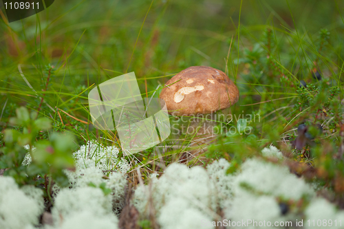 Image of Leccinum growing among grass and moss