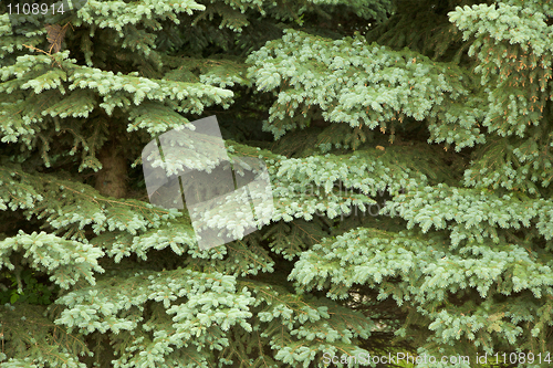 Image of Fur-tree branches - background