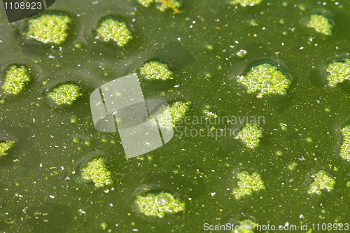 Image of Green foam on surface of contaminated water