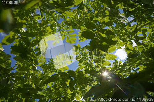 Image of Sky - View from eyes of Colorado potato beetle