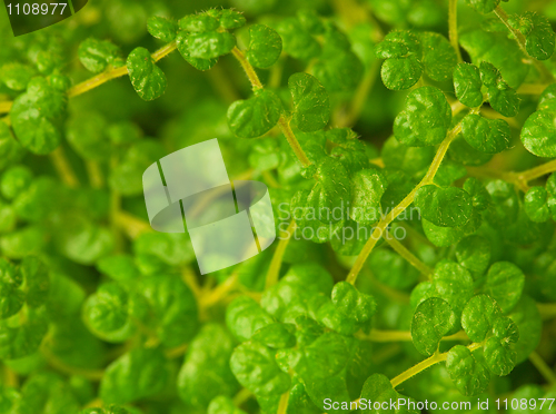 Image of Exotic ornamental plants close up - Soleirolia Gaud, Helxine
