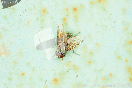 Image of Small fly basks in sun sitting on an wall