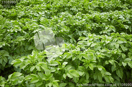 Image of Potato tops