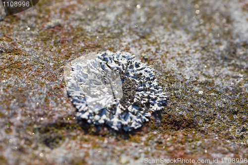 Image of Northern lichen on rock close up