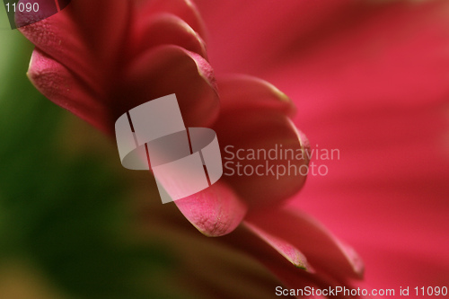 Image of Red Flower Abstract