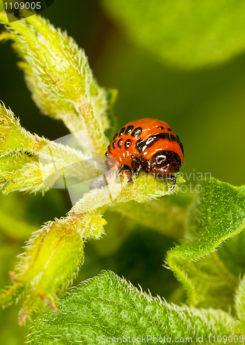 Image of Red larva Colorado beetle eats leaves.