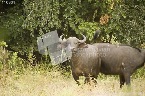 Image of Buffalo