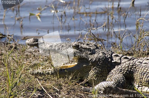 Image of Crocodile