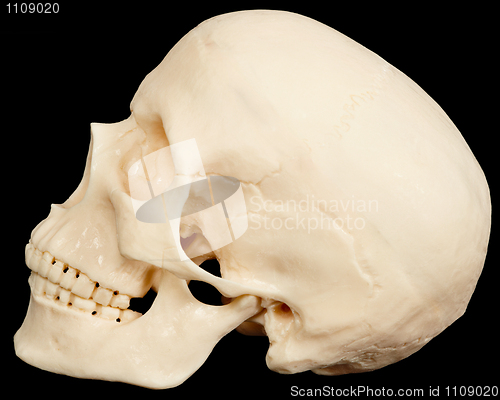 Image of Human skull on black background in profile