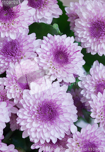 Image of Big bouquet flowers - asters