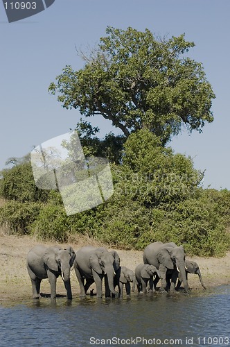 Image of Elephants