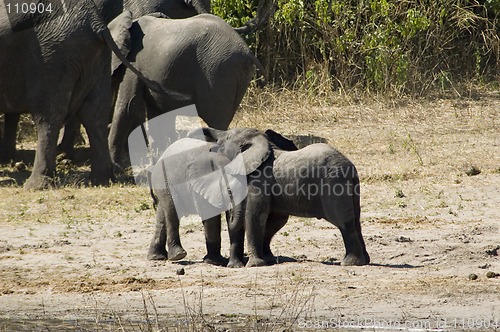 Image of Elephants