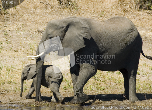 Image of Elephants