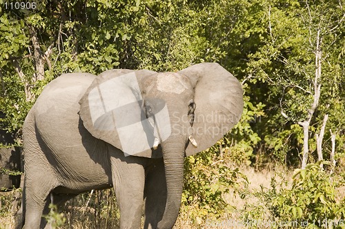 Image of Elephant