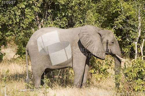 Image of Elephant