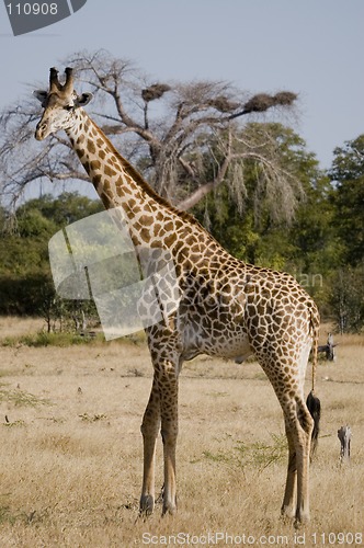 Image of Giraffe