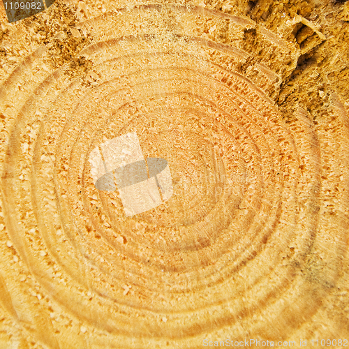 Image of Cut of tree trunk with annual rings